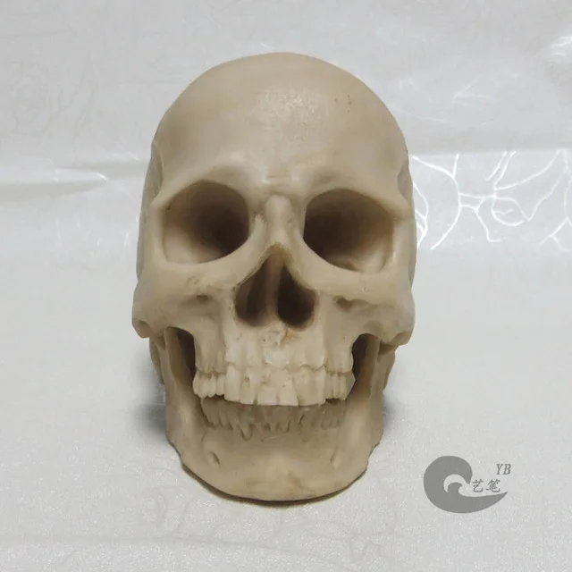1: 2 grey resin skull model drawing skull of a human musculoskeletal anatomy Arts skull model free shipping
1: 2 grey resin skull model drawing skull of a human musculoskeletal anatomy Arts skull model free shipping