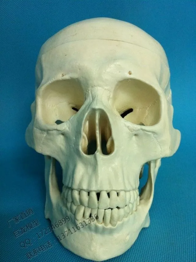 human skull model human model Big natural human model adult mannequin skeleton model
human skull model human model Big natural human model adult mannequin skeleton model