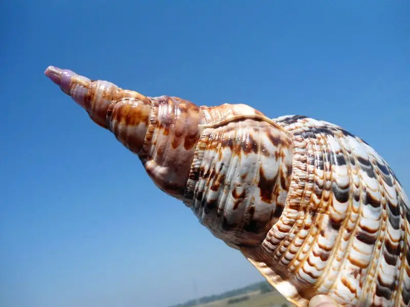 HappyKiss 1 Natural large hot air four big famous bolt Household adornment conch shells Collect the decoration gifts crafts
HappyKiss 1 Natural large hot air four big famous bolt Household adornment conch shells Collect the decoration gifts crafts