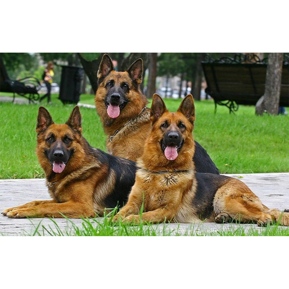 5D DIY Full Square Drill painting wolf dog crystal diamond stitch kit embroidery sequins mosaic home decoration crafts
5D DIY Full Square Drill painting wolf dog crystal diamond stitch kit embroidery sequins mosaic home decoration crafts