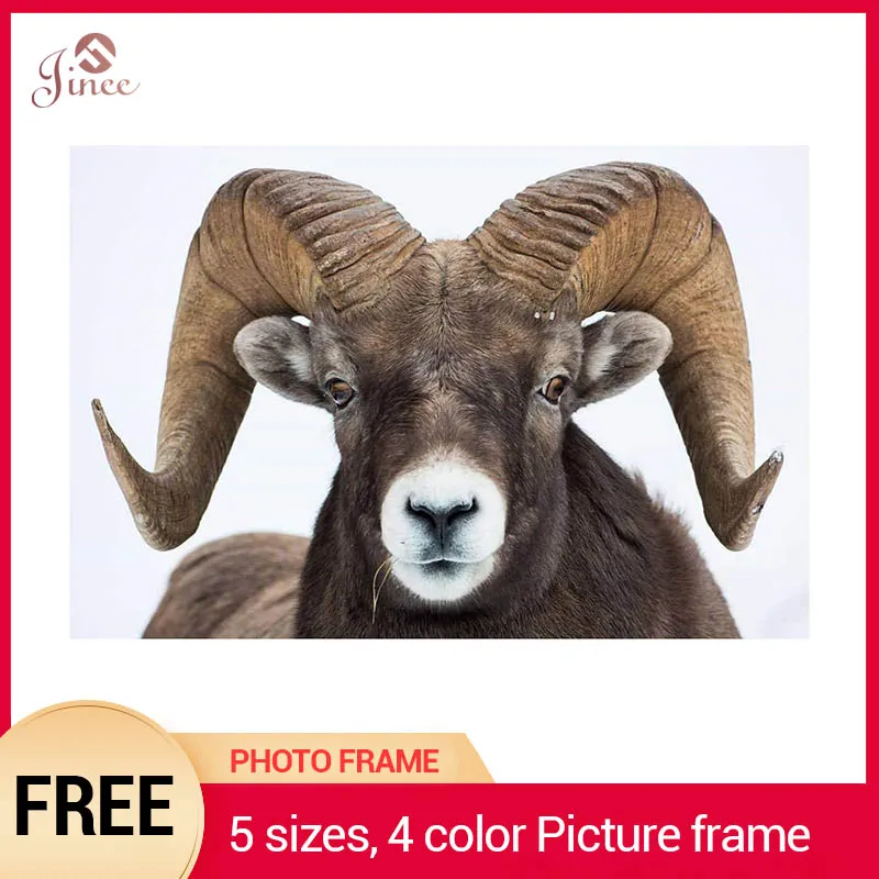 Diamond Embroidery Goat Caprine Diamond Painting Animal Full Drill Cross Stitch Animal 5D DIY Rhinestones Mosaic Beadwork
Diamond Embroidery Goat Caprine Diamond Painting Animal Full Drill Cross Stitch Animal 5D DIY Rhinestones Mosaic Beadwork