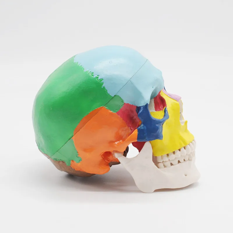 Dental Lab Anatomy Medical Instruments Life Size Painted Didactic Human Anatomical Skull Traumatic Medical Skeleton Trauma
Dental Lab Anatomy Medical Instruments Life Size Painted Didactic Human Anatomical Skull Traumatic Medical Skeleton Trauma