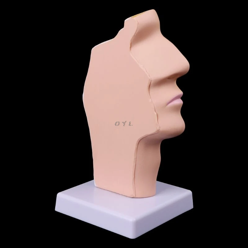 Human Anatomical Nasal Cavity Throat Anatomy Model for special for Teaching Tool
Human Anatomical Nasal Cavity Throat Anatomy Model for special for Teaching Tool