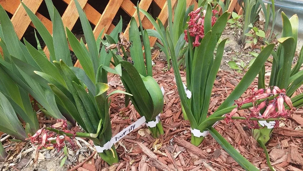 200 Pcs White Plastic Plant Tree Tags Nursery Garden Lables Wrap Around Hanging Tags Nursery Garden Stakes Large Writing Surface
200 Pcs White Plastic Plant Tree Tags Nursery Garden Lables Wrap Around Hanging Tags Nursery Garden Stakes Large Writing Surface