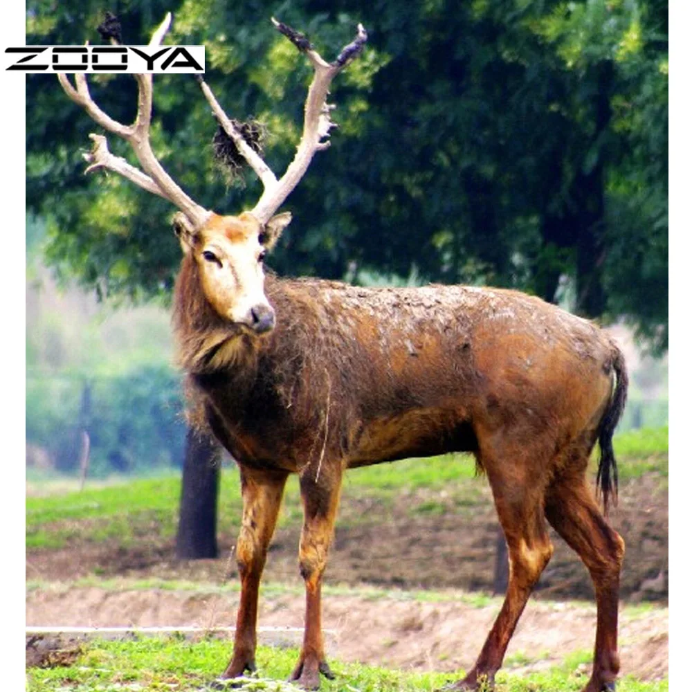 ZOOYA DIY картина из камней Алмазная фантазия пейзаж Лось животные со стразами