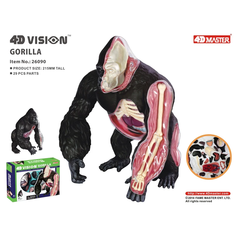 4D Silver back apes Intelligence Assembling Toy Animal Organ Anatomy Model Medical Teaching DIY Popular Science Appliances
4D Silver back apes Intelligence Assembling Toy Animal Organ Anatomy Model Medical Teaching DIY Popular Science Appliances