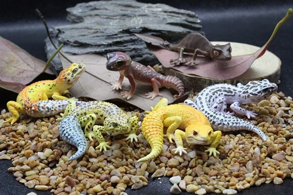 ПВХ фигурка кукла модель игрушка ящерица Gecko Shougou поцелуи эротическая рептилия модель 6 шт./компл.
ПВХ фигурка кукла модель игрушка ящерица Gecko Shougou поцелуи эротическая рептилия модель 6 шт./компл.