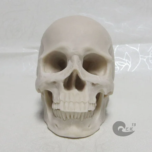 1: 2 white resin skull model drawing skull of a human musculoskeletal anatomy Arts skull model free shipping
1: 2 white resin skull model drawing skull of a human musculoskeletal anatomy Arts skull model free shipping