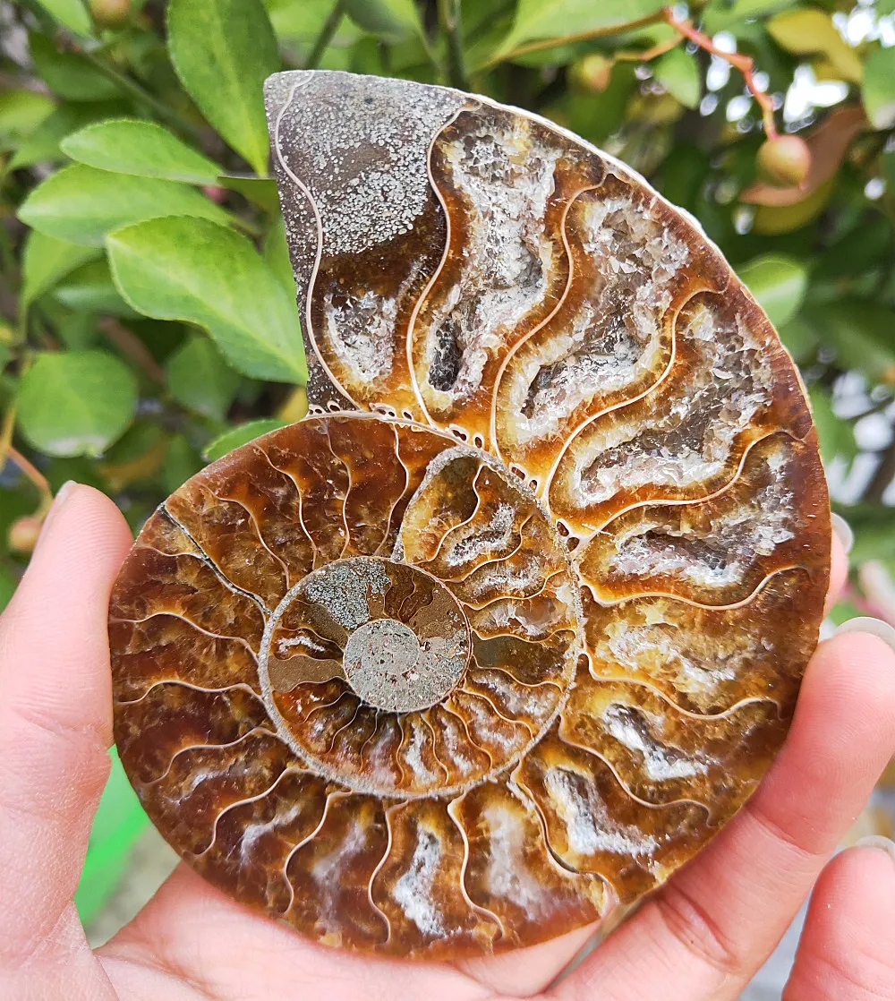 278g crystal slice natural fossil slice Siphonaria quartz slice Ammonite Fossils Jade Slices Ornaments
278g crystal slice natural fossil slice Siphonaria quartz slice Ammonite Fossils Jade Slices Ornaments