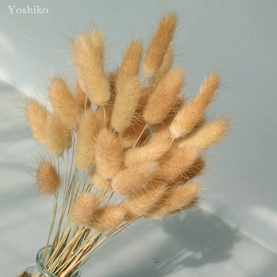 Yoshiko 50pcs/set Natural Dried Plant Reed Craft Home Decor Photography Prop shop office wedding decoration
Yoshiko 50pcs/set Natural Dried Plant Reed Craft Home Decor Photography Prop shop office wedding decoration