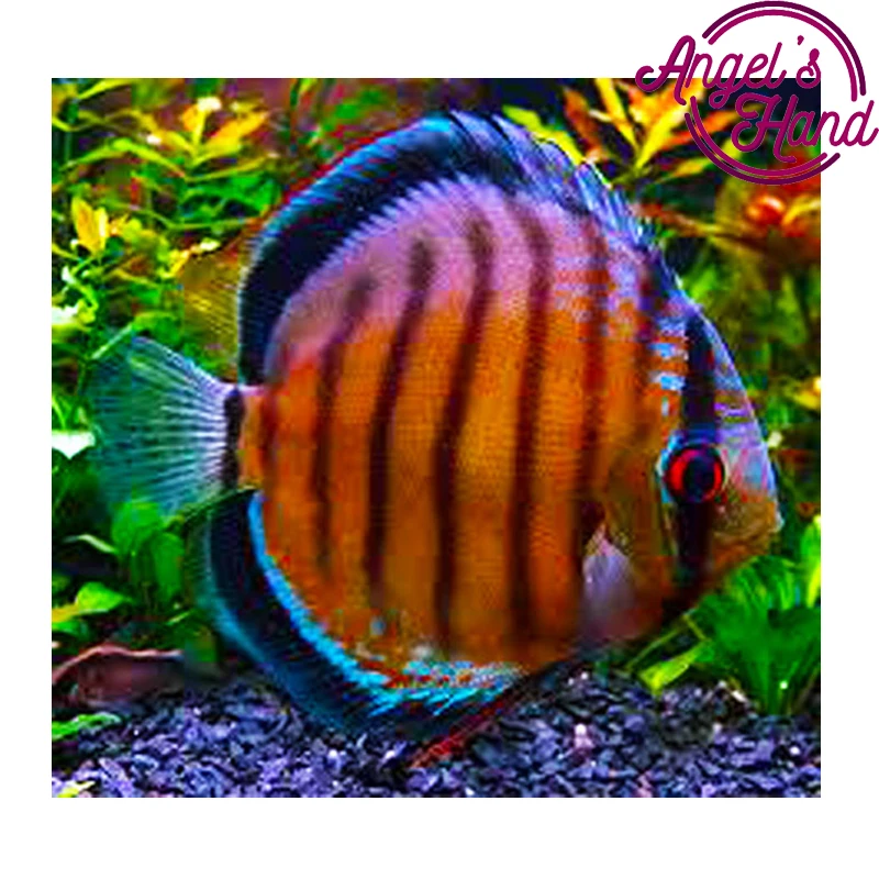 5D diy diamond painting Colored fish cross stitch spuare&round Rhinestones embroidery plastic craftsFull diamond painting
5D diy diamond painting Colored fish cross stitch spuare&round Rhinestones embroidery plastic craftsFull diamond painting