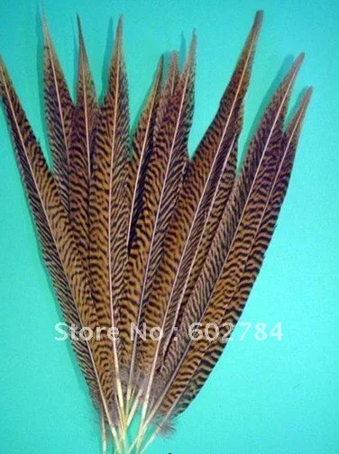 Free Shipping 100pcs 40-50cm 16-20 inches natural pheasant feather tail Golden pheasant tail
Free Shipping 100pcs 40-50cm 16-20 inches natural pheasant feather tail Golden pheasant tail