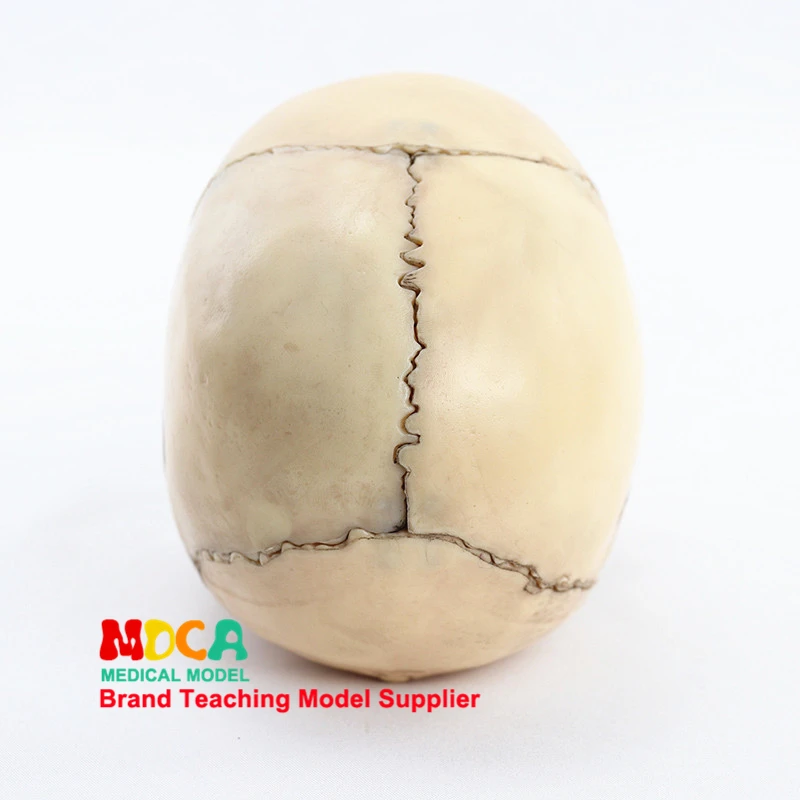 Medical Separation 15 Components 1:2 Human Primary Skull Model Skull Skull Medical Teaching MTG016
Medical Separation 15 Components 1:2 Human Primary Skull Model Skull Skull Medical Teaching MTG016