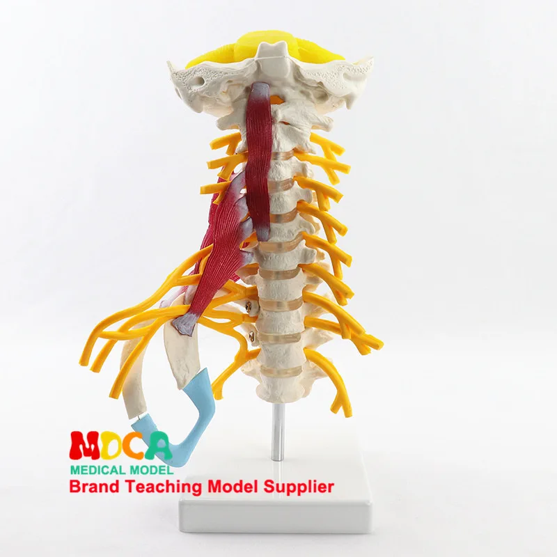 human body cervical vertebra Neuromuscular Model bones skeleton Model Medical teaching equipment Manikin
human body cervical vertebra Neuromuscular Model bones skeleton Model Medical teaching equipment Manikin