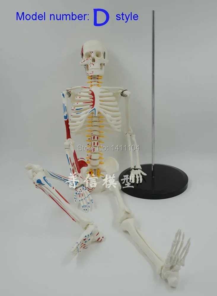 Free Shipping& Muscle Load-Point Bone 85 cm human body skeleton model,for teaching mold.
Free Shipping& Muscle Load-Point Bone 85 cm human body skeleton model,for teaching mold.