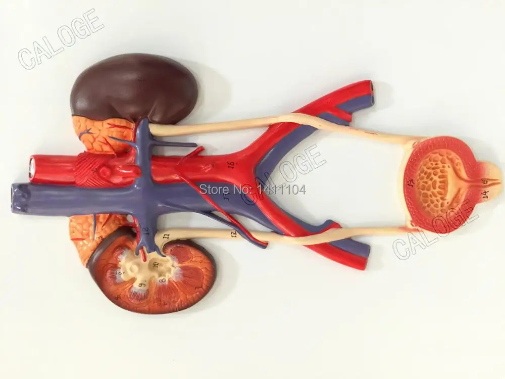 Special deals are on sale&Human urinary system model,arteries and veins model,anatomy modelFive black promotion
Special deals are on sale&Human urinary system model,arteries and veins model,anatomy modelFive black promotion