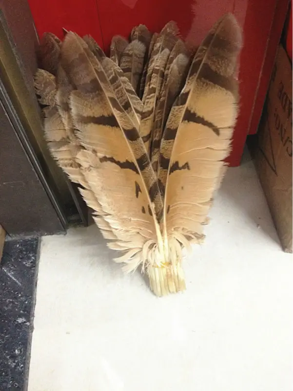 New listing wholesale high quality 20pcs owl eagle feather 20-37cm various decorative diy collect
New listing wholesale high quality 20pcs owl eagle feather 20-37cm various decorative diy collect