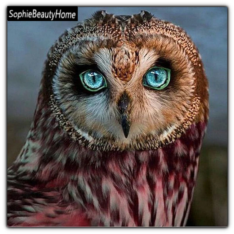 Sophie US home diy diamond painting round owl cross stitch crystal flower diamond mosaic picture needle embroidery
Sophie US home diy diamond painting round owl cross stitch crystal flower diamond mosaic picture needle embroidery