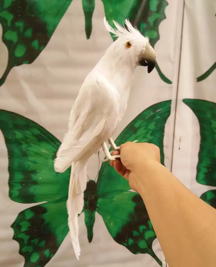 about 40cm simulation parrot ,plastic foam & feathers white parrot model,display prop,home Decoration gift w5580
about 40cm simulation parrot ,plastic foam & feathers white parrot model,display prop,home Decoration gift w5580