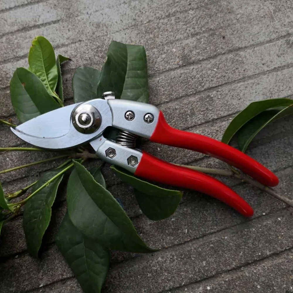 High hardness Professional Garden scissors flower twig clipers Bent Handle high manganese steel blades
High hardness Professional Garden scissors flower twig clipers Bent Handle high manganese steel blades