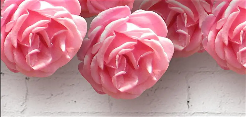 3d room wallpaper custom mural non-woven photo Red rose flower peace prayers painting 3d wall murals wallpaper for walls 3 d
3d room wallpaper custom mural non-woven photo Red rose flower peace prayers painting 3d wall murals wallpaper for walls 3 d