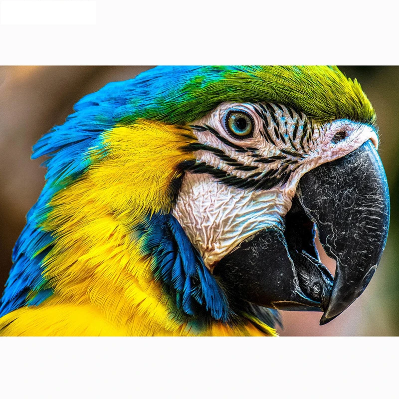 Full square/Round drill Diamond embroidery Parrot 5D DIY diamond Painting Cross Stitch Rhinestone Mosaic HYY
Full square/Round drill Diamond embroidery Parrot 5D DIY diamond Painting Cross Stitch Rhinestone Mosaic HYY