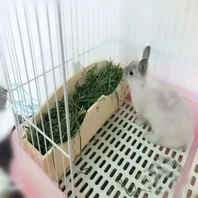 Rabbit Chinchilla Guinea Pig Super Large Capacity Feed Box Wood Grass Stand grass frame
Rabbit Chinchilla Guinea Pig Super Large Capacity Feed Box Wood Grass Stand grass frame