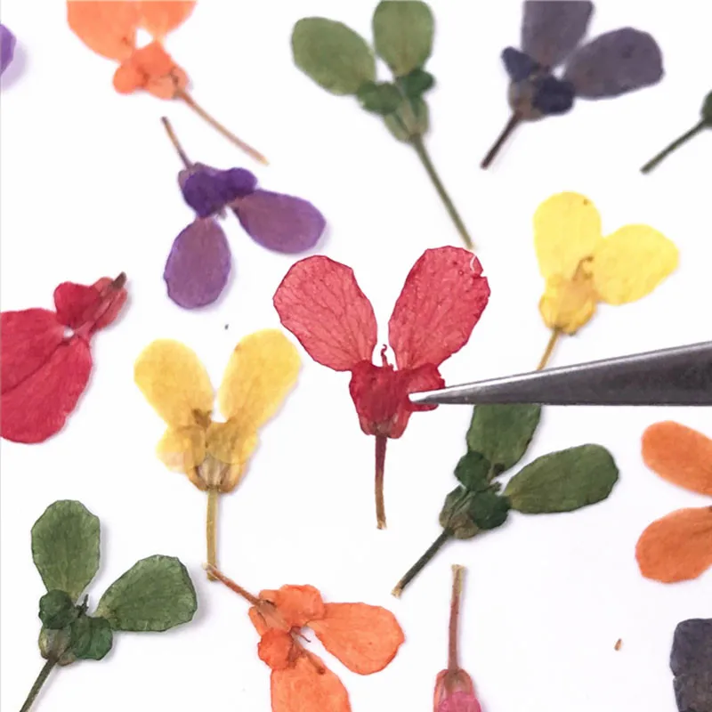 Iberis Amara Eternal Natural Flowers Decoration For DIY Handmade Activity 120 Pcs
Iberis Amara Eternal Natural Flowers Decoration For DIY Handmade Activity 120 Pcs