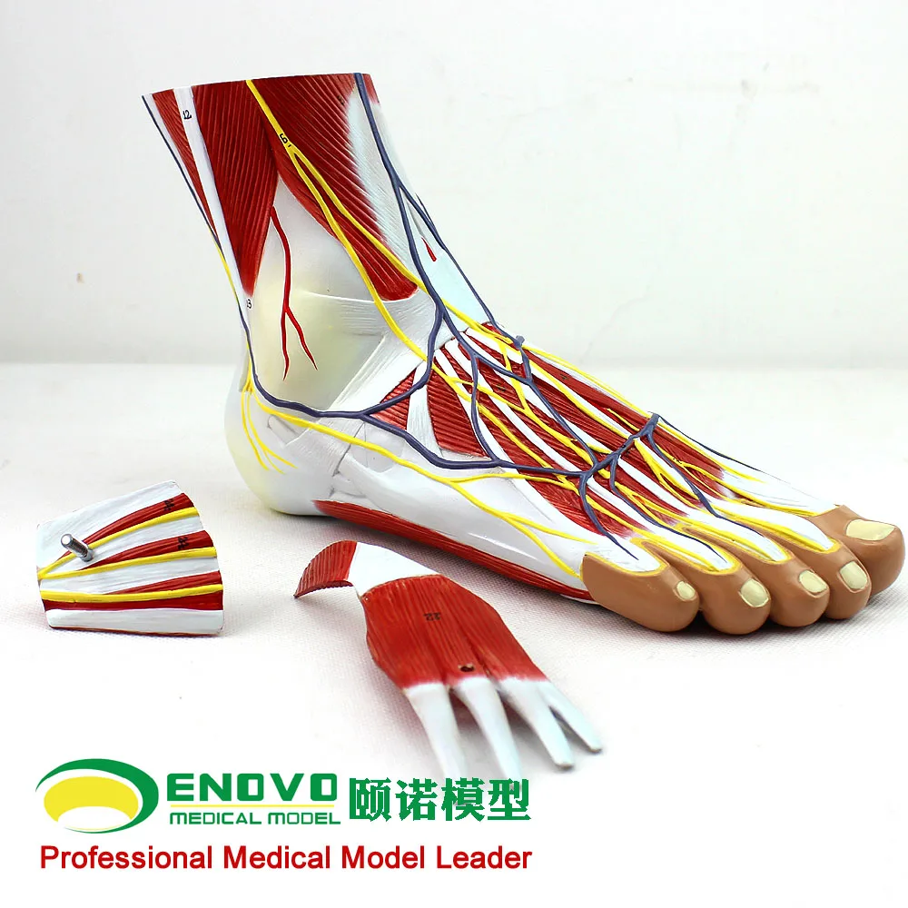 Acupuncture ankle foot ankle joint. Anatomy of the foot and ankle
Acupuncture ankle foot ankle joint. Anatomy of the foot and ankle