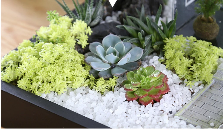 Creative Fish Tank Small Aquarium Ecological Home Decoration Child kid DIY Succulents princess prince house garden fairy dream
Creative Fish Tank Small Aquarium Ecological Home Decoration Child kid DIY Succulents princess prince house garden fairy dream