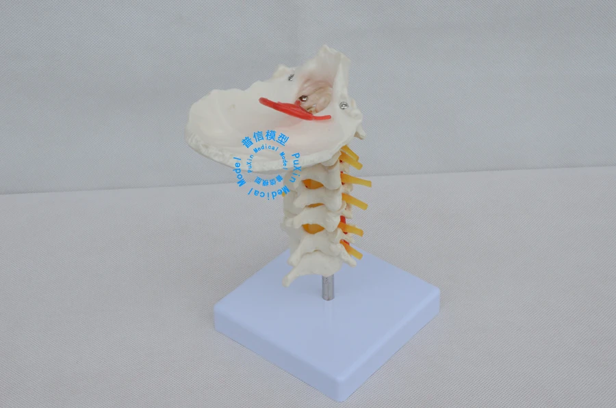 Free shipping teaching model&cervical vertebra model of human body medical teaching model wholesale
Free shipping teaching model&cervical vertebra model of human body medical teaching model wholesale