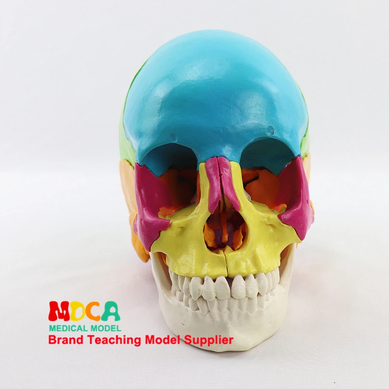 Medical Split 22 Components 1:1 Human Color Skull Model Skull Skull Medical Teaching MTG013
Medical Split 22 Components 1:1 Human Color Skull Model Skull Skull Medical Teaching MTG013