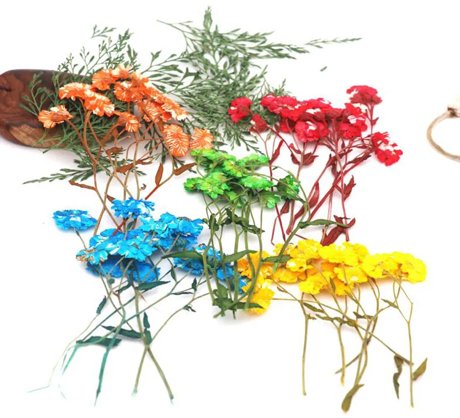 60pcs Pressed Dried Daisy Flower With Stalk Plant Herbarium For Jewelry Postcard Invitation Card Phone Case Bookmark DIY
60pcs Pressed Dried Daisy Flower With Stalk Plant Herbarium For Jewelry Postcard Invitation Card Phone Case Bookmark DIY