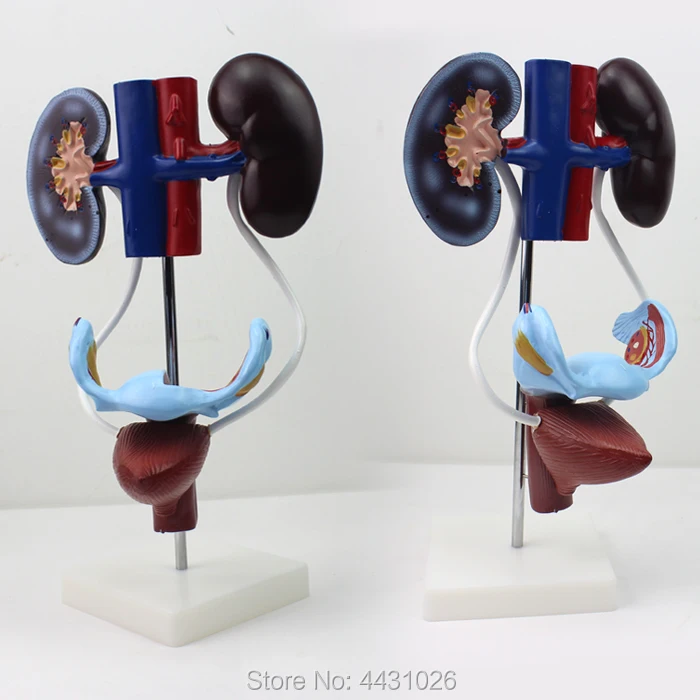 ENOVO Reproductive anatomy of the renal uterus bladder model of female urogenital system
ENOVO Reproductive anatomy of the renal uterus bladder model of female urogenital system