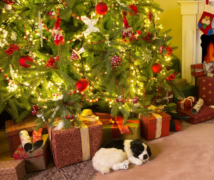 VinylBDS Background Indoor Backdrop Green Christmas Tree For Children Christmas Background Gift Box Dog Photography Backdrops
VinylBDS Background Indoor Backdrop Green Christmas Tree For Children Christmas Background Gift Box Dog Photography Backdrops