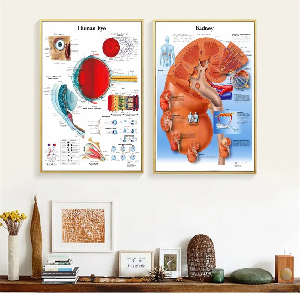 Human Organs Anatomy Chart Canvas Prints Modern Painting Posters Wall Art Pictures For Living Room Decoration No Frame
Human Organs Anatomy Chart Canvas Prints Modern Painting Posters Wall Art Pictures For Living Room Decoration No Frame