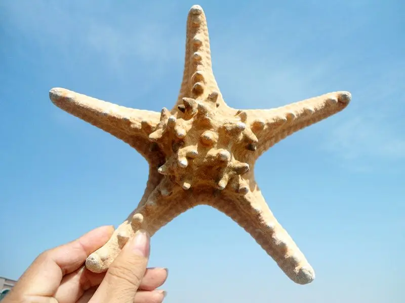 HappyKiss Natural steamed bread starfish aquarium decorations The Mediterranean household adornment wall stickers Specimens
HappyKiss Natural steamed bread starfish aquarium decorations The Mediterranean household adornment wall stickers Specimens