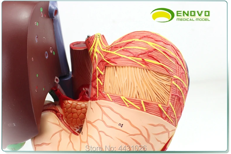 ENOVO Anatomy of the digestive system of the pancreaticoduodenal model of the human stomach
ENOVO Anatomy of the digestive system of the pancreaticoduodenal model of the human stomach