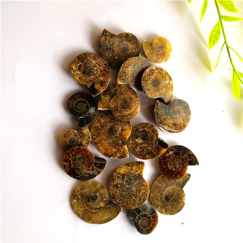 natural stones and minerals fossils iridescent Ammonite Fossil Handicraft Pieces Played On Palms Nice Gift For Stone 300g
natural stones and minerals fossils iridescent Ammonite Fossil Handicraft Pieces Played On Palms Nice Gift For Stone 300g
