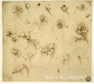 Portrait Painting Study of Flowers by Leonardo Da Vinci Canvas High quality Hand painted
Portrait Painting Study of Flowers by Leonardo Da Vinci Canvas High quality Hand painted