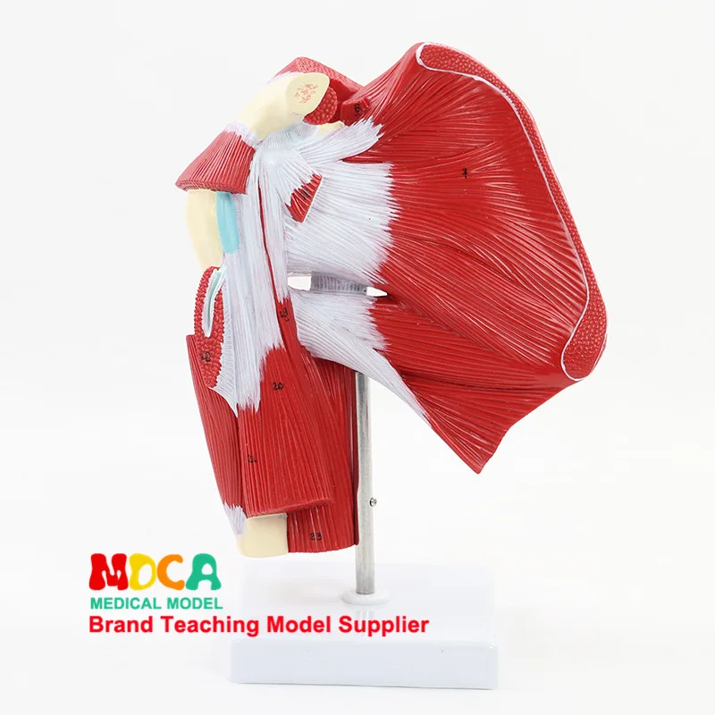 Deep muscles of upper limb Model Upper limb muscles Anatomical model Tendon joint model Medical teaching equipment
Deep muscles of upper limb Model Upper limb muscles Anatomical model Tendon joint model Medical teaching equipment