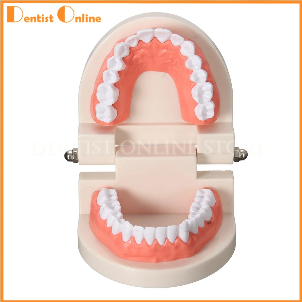 1PC Dentures Dental Teeth Model Clear Gum Standard Typodont Model 28 Pcs Teeth For Medical Science Dentist Teaching Study
1PC Dentures Dental Teeth Model Clear Gum Standard Typodont Model 28 Pcs Teeth For Medical Science Dentist Teaching Study