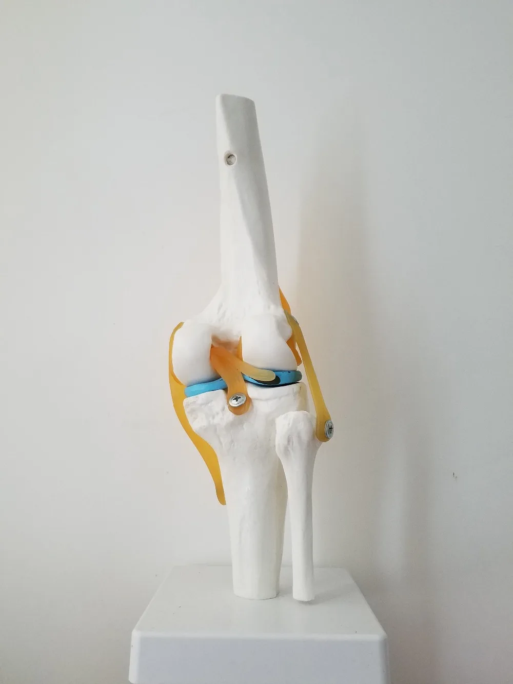 1:1 Human Knee Joint Kits Skeleton skull Model veterinaria Anatomy medical supplies
1:1 Human Knee Joint Kits Skeleton skull Model veterinaria Anatomy medical supplies