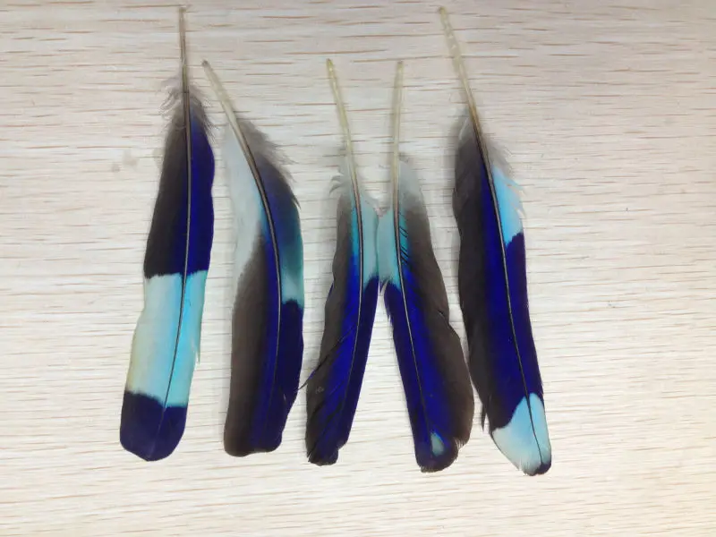 Wholesale 10pcs scare natural Parrot feathers 7-10cm/3-4inch diy hot Scarce Decorative collect
Wholesale 10pcs scare natural Parrot feathers 7-10cm/3-4inch diy hot Scarce Decorative collect