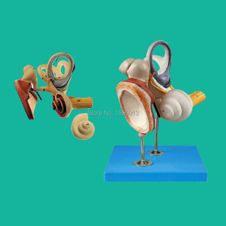 Внутреннее ухо, слуховая Ossicle и Tympanic модель мембраны, анатомическая модель уха, модель структуры уха
Внутреннее ухо, слуховая Ossicle и Tympanic модель мембраны, анатомическая модель уха, модель структуры уха