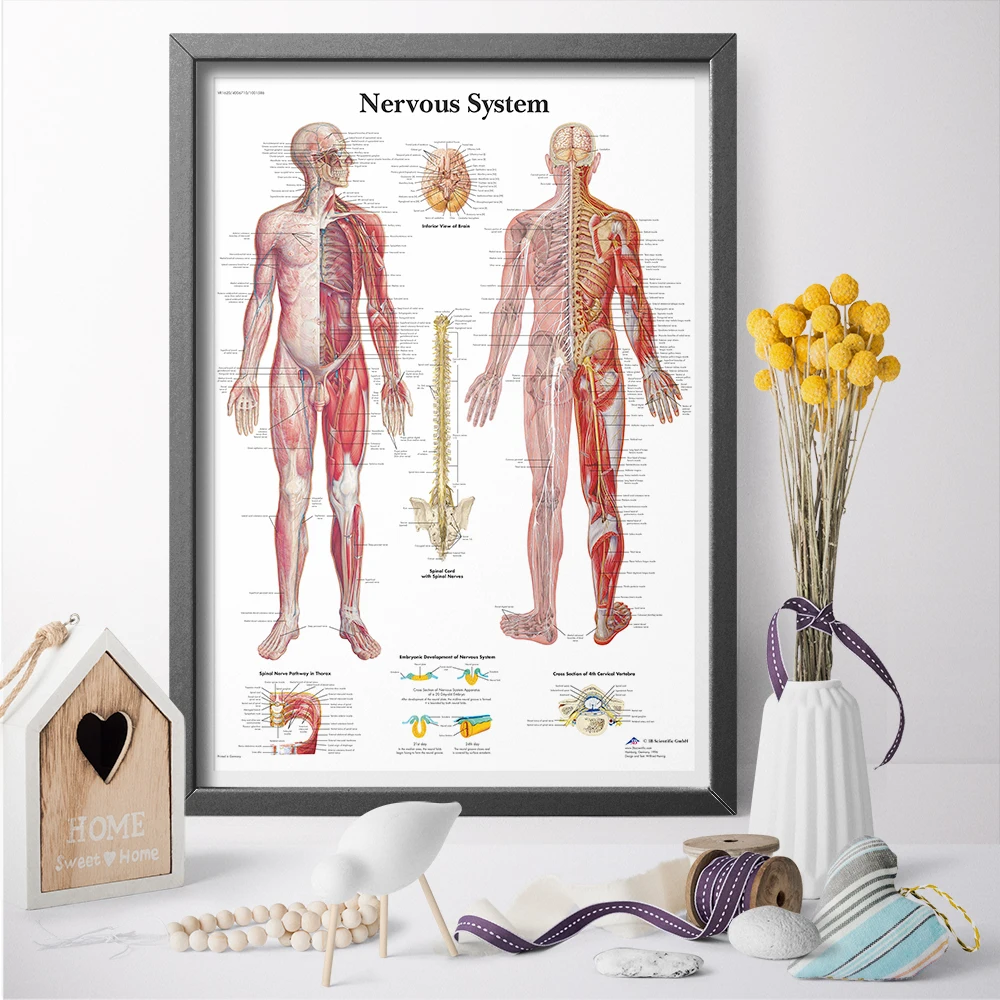 Wall Art Canvas Painting Nervous System In Human Chart Medical Education Poster Print Home Decor No Frame Drop Shipping
Wall Art Canvas Painting Nervous System In Human Chart Medical Education Poster Print Home Decor No Frame Drop Shipping