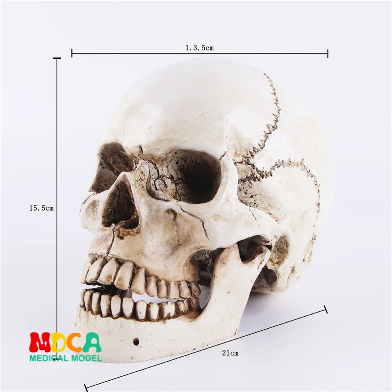 Human.skull model medical simulation teaching equipment resin skull Ornament Gift YTTG002
Human.skull model medical simulation teaching equipment resin skull Ornament Gift YTTG002