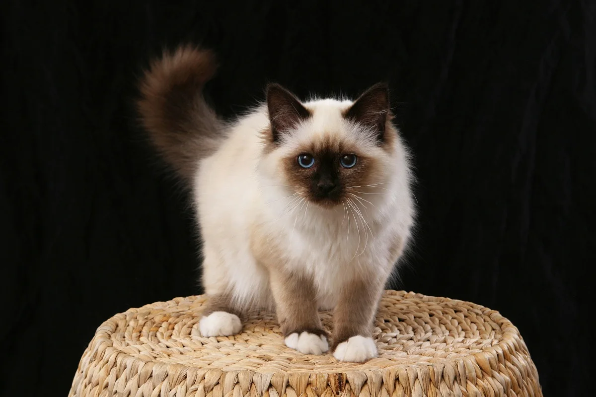Узор с милыми маленькими birman cat PJA043 Холст Тканевый постер рисунком на заказ для