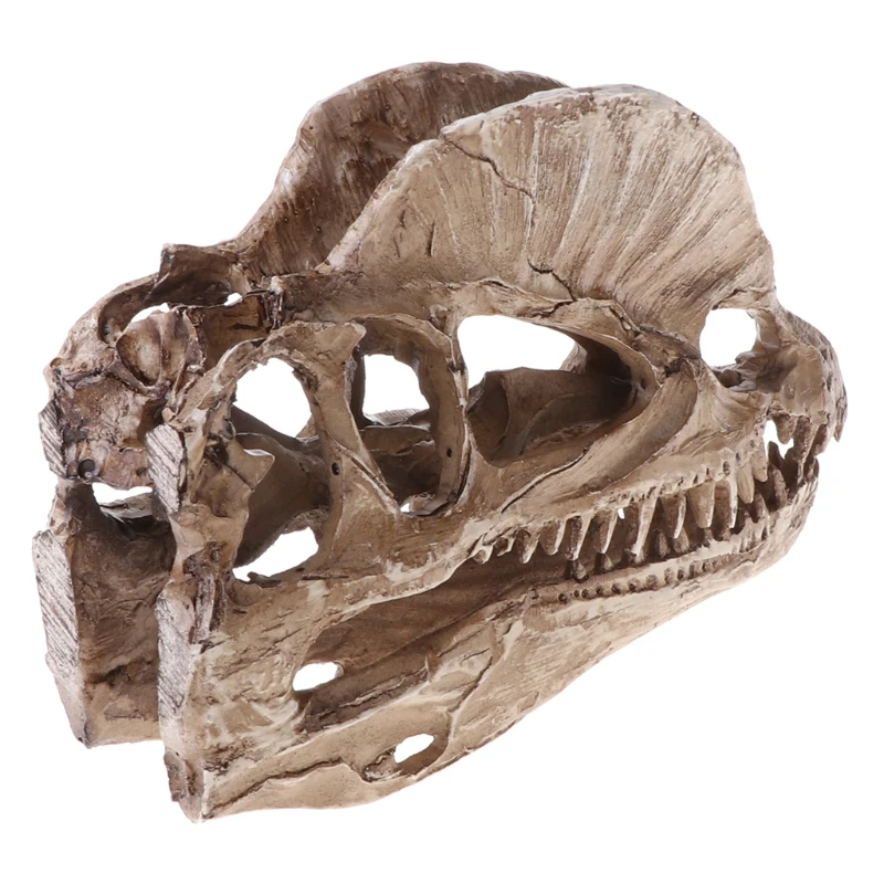 Dilophosaurus Dinosaur Skull Resin Crafts Skeleton Teaching Model Halloween Home Office Decoration
Dilophosaurus Dinosaur Skull Resin Crafts Skeleton Teaching Model Halloween Home Office Decoration