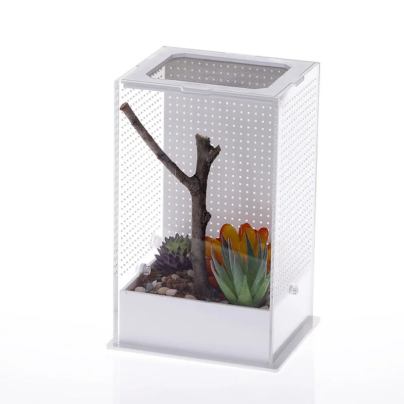 Insect feeder box insect net bamboo culture jumping spider watch watch living things insect box spider landscape feeder box
Insect feeder box insect net bamboo culture jumping spider watch watch living things insect box spider landscape feeder box